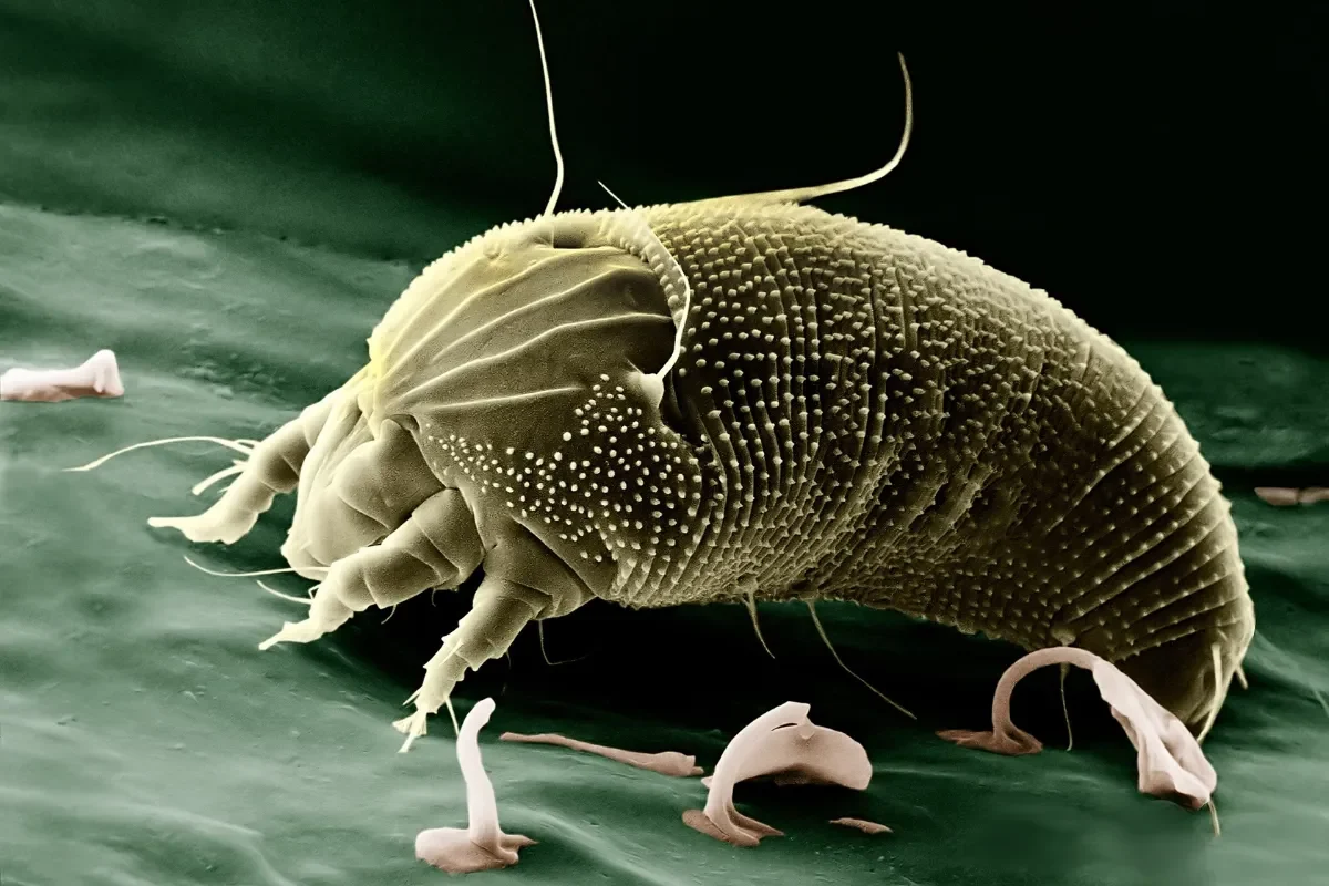 Mite de poussière : tout savoir sur ces nuisibles
